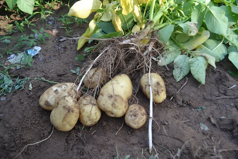 images/estate_potato_plant_roots_compr.jpg